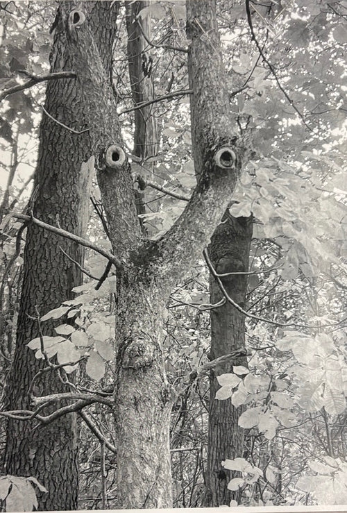 An Alien is Among Us