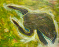 Pond Frog - Mixed Media Art Print - Mixed Media Art Print by DAMFunArt